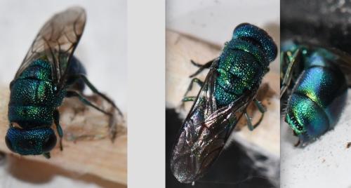 Trichrysis cyanea